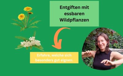 Entgiftung mit essbaren Wildpflanzen